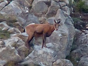 Southern Chamois - Rupicapra pyrenaica © John Muddeman